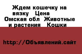 Ждем кошечку на вязку › Цена ­ 700 - Омская обл. Животные и растения » Кошки   